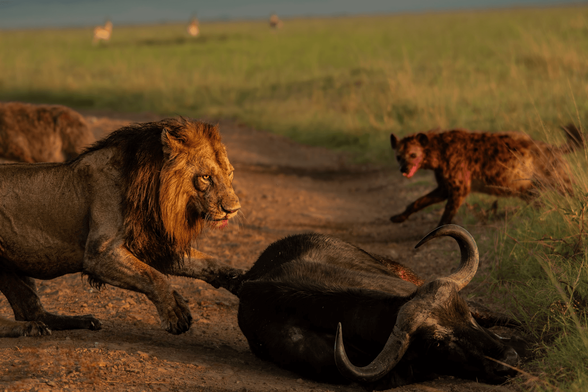 Air ambulance aircraft