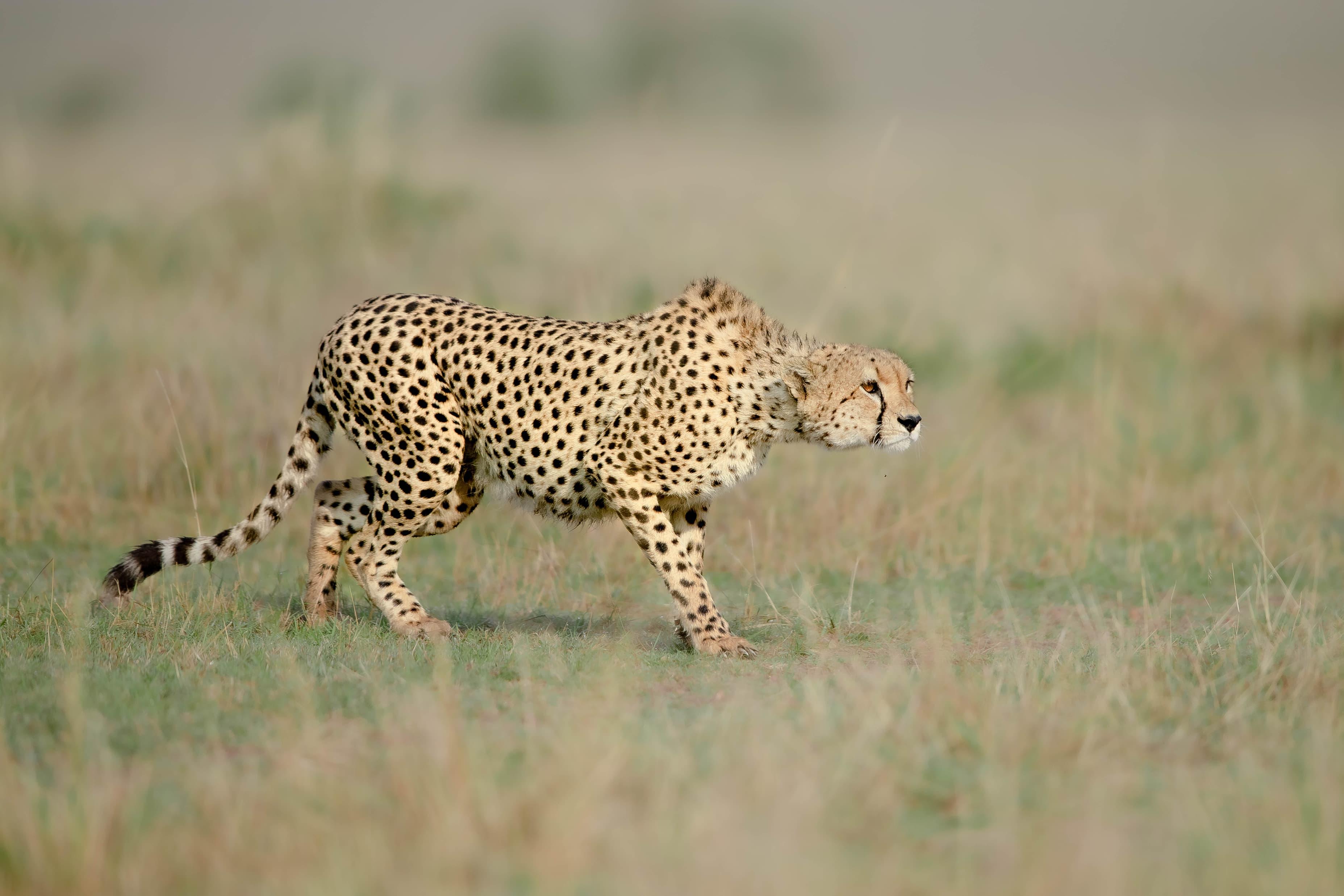 Wildebeest migration