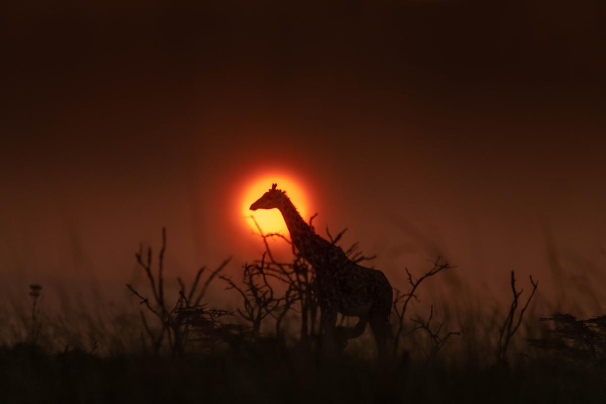 Underwater hippo viewing at Mzima Springs