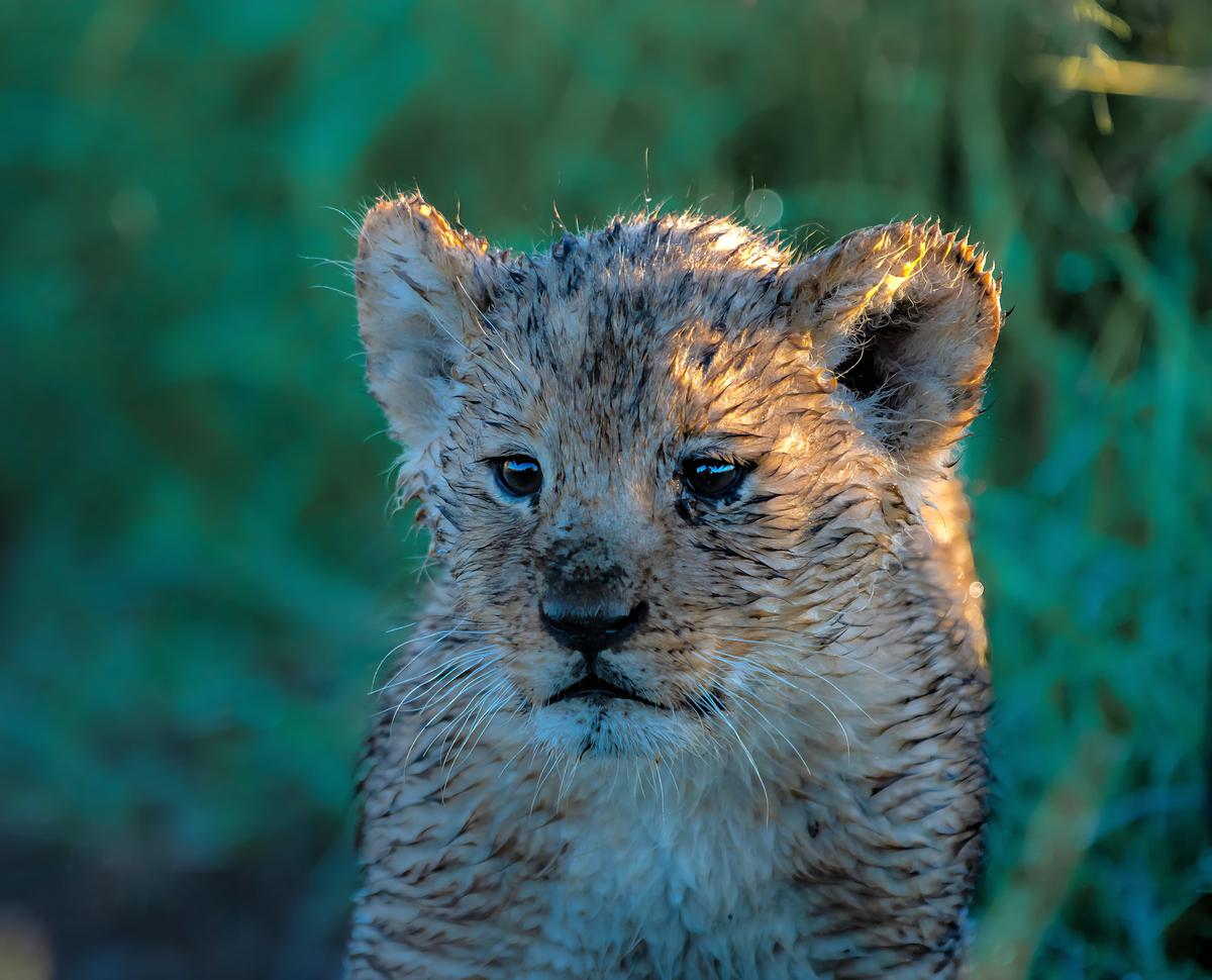 Wildlife in Taita Hills Sanctuary