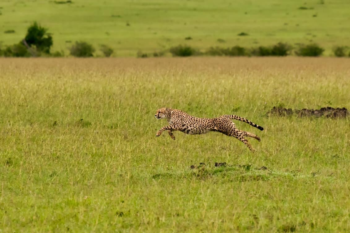Wildlife in Taita Hills Sanctuary